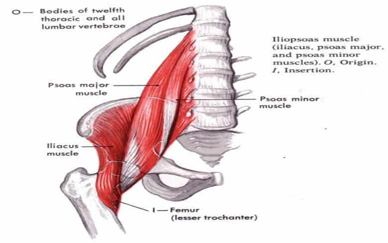The-Psoas-the-achilles-heel-of-cycling-iliopsoas-muscle_s